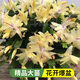 花翁新品蟹爪蘭盆栽綠植花卉 黃金光炫50-60顆+仿木桶盆源頭直發(fā)