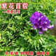 紫花苜蓿草種籽多年生牧草種子四季養(yǎng)殖牛羊馬鵝魚(yú)草籽四季常青 進(jìn)口牧草之王紫花苜蓿 一斤凈籽【高蛋白牧草】保障正品