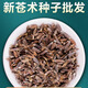 語(yǔ)安新蒼術(shù)種籽藥材苗種植中藥北蒼術(shù)種子春四季播種 蒼術(shù)種子一斤