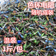 ZUIDID混裝電阻包 雜電阻包 包 混裝電子元件包 學(xué)生練習(xí)電阻 500克價格