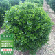 通沭冬青樹苗冬青球四季常青耐寒庭院圍墻綠籬冠幅60厘米1棵源頭直發(fā)