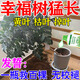 幸福樹(shù)專用營(yíng)養(yǎng)液落葉掉葉子專用肥黃葉爛根促新芽猛生根急救藥 急救幸福樹(shù)【1瓶裝】 500ml 1瓶