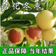 正宗沾化冬棗苗第三代特大脆甜冬棗苗當年結果陽(yáng)臺庭院南北方耐寒 6年棗樹(shù)苗當年結果多