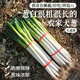 密農(nóng)人家 農(nóng)家大蔥 新鮮蔥 鐵桿大蔥 蔥味濃郁 新鮮大蔥 去葉做餡 大蔥5斤 大蔥 5斤
