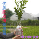 新會(huì)陳皮柑苗正宗茶枝柑苗大紅柑小青柑普茶制橘普洱茶嫁接果樹(shù)苗 兩年苗 (杯苗發(fā)貨)