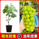 廣西無(wú)籽葡萄樹(shù)苗陽(yáng)光玫瑰葡萄苗藍寶石夏黑巨峰葡萄樹(shù)苗盆栽地栽 陽(yáng)光玫瑰葡萄 30cm(含)-40cm(不含)