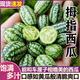 福建拇指西瓜迷你小西瓜稀有新鮮水果應季生鮮瓜果網(wǎng)紅佩普基諾 1盒（單盒125g)