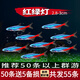 紅綠燈魚燈科魚孔雀魚熱帶觀賞魚淡水寶蓮燈魚活體斑馬魚群游魚 2.8-3cm紅綠燈種魚50條+5備損