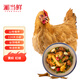 湘當(dāng)鮮三黃雞2.4斤 冷凍 農(nóng)家散養(yǎng)土雞 紅燒燉湯食材 