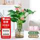 花翁水培紅掌白掌盆栽花卉植物源頭直發(fā) 特級粉掌（煙灰凍瓶）