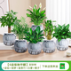 綠有意綠蘿籮發(fā)財樹綠植盆栽花卉室內(nèi)吸除甲醛桌面水培懶人植物四季好養(yǎng) 【6盆辦公居家組合】植物看圖片