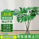 雙盟龜背竹水培老樁大葉開(kāi)背綠植盆栽除甲醛50-70cm1棵不含瓶源頭直發(fā)