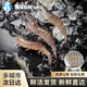 海蘊極鮮【活鮮】鮮活白蝦 新鮮海白蝦明蝦大蝦活蝦燒烤食材 1000g 40-60只
