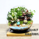 櫻霞桌面植物 微景觀(guān) 創(chuàng  )意植物 迷你盆栽 DIY植物 苔蘚生態(tài)瓶 小梅龍貓12cm斜口帶墊子送噴壺