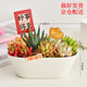 墨一三八節(jié)禮物多肉植物組合盆栽室內(nèi)好養(yǎng)辦公室桌面花卉幼兒園盆栽 橢圓盆A（贈(zèng)插牌5件套） 帶盆栽好