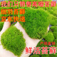 美園中苔蘚鮮活盆景鋪面微景觀植物水陸缸假山草造景材料細(xì)羽蘚短絨青苔 細(xì)羽苔蘚二盒（鮮活）