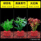 勝畫魚缸水草植物直接入缸真水草凈化竹節(jié)草蜈蚣草懶人養(yǎng)魚水草造景 綠羽毛+南美青竹+大紅梅【好養(yǎng)定植】