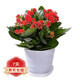種花迷長(cháng)壽花盆栽帶花苞重瓣大花植物金狐貍四季開(kāi)花室內花卉 紅色【帶花苞】 原盆原土