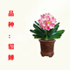【貂蟬君子蘭苗盆栽】圓頭君子蘭大苗國花君子蘭花卉開(kāi)花植物盆栽 3-4葉裸根特小苗君子蘭不開(kāi)花