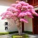 榮郁 庭院耐寒耐熱樹苗驅(qū)蚊蟲綠植盆栽流蘇樹苗風(fēng)景樹花卉四季養(yǎng)常青 夢(mèng)幻粉【2公分】當(dāng)年開花+肥料