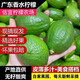 新鮮廣東無籽香水檸檬 青檸檬爆香薄皮 精品一級果奶茶店專用 3斤一級果 60-200g