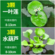 瘋狂水草浮萍魚(yú)缸水草魚(yú)缸里的水培植物一葉蓮水葫蘆水養植物源頭直發(fā)包郵