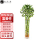 九千谷富貴竹10根50cm高 富貴轉(zhuǎn)運竹開運竹水培水養(yǎng)不含瓶源頭直發(fā)