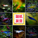 噢水噢魚(yú)缸除藻蝦淡水鮮活觀(guān)賞蝦清潔工具極火櫻花水晶彩色小蝦寵物蝦壹 新手烈薦:多品種蝦隨機20只