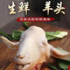羊頭整只生新鮮帶皮羊頭肉鮮羊臉肉山羊頭羊蹄羊雜商用批發(fā) 整個(gè)帶皮鮮羊頭4斤+贈(zèng)料包