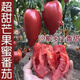 超甜芒果蜜番茄種子春秋季播水果蔬菜籽盆栽果味沙瓤老西紅柿種子 超甜芒果蜜番茄種子-原包裝48粒左右