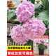 臨雅繡球花苗盆栽室內陽(yáng)臺庭院植物四季開(kāi)花卉無(wú)盡夏帶花苞耐寒老樁秀 【帶花】無(wú)盡夏粉色[1加侖大苗]