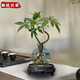 景郁春 JIRYUCUR發(fā)財樹小盆栽水培植物辦公室內桌面綠植發(fā)財樹+小藍圓瓶源頭直發(fā)