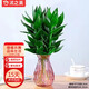 沭之美觀(guān)音竹無(wú)土水培植物 觀(guān)音竹3株+菱形玻璃瓶（顏色隨機）源頭直發(fā)