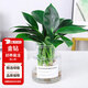 花翁金鉆盆栽室內(nèi)植物耐陰花卉綠植源頭直發(fā) 金鉆+ins高透明瓶