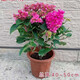 景郁春 JIRYUCUR 三角梅盆栽樹苗爬藤帶花苞發(fā)貨花綠植花卉 重瓣粉帶花 源頭直發(fā) 