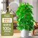 植男植女綠蘿柱室內(nèi)盆栽大型綠色客廳落地好養(yǎng)易活辦公室長(zhǎng)藤繞樁源頭直發(fā)