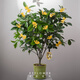 花點(diǎn)時(shí)間四季桂花樹辦公室花卉盆栽室內(nèi)綠植客廳盆景植物中秋教師節(jié)送禮物 【花開富桂】庭院款-6年壯苗