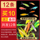 森悠（SARYOR）斑馬魚(yú)小型觀(guān)賞魚(yú)水草缸群游熱帶魚(yú)活體魚(yú) 混養套餐（糖果8條+蝶翼4條）