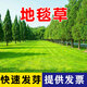 萌蘊（MengYun）進(jìn)口草坪種子草籽矮四季青草種護坡綠化耐寒耐旱免修剪草皮草種子 【地毯草】別墅推薦一斤