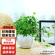 行湘常春藤吊蘭垂吊植物綠植盆栽盆景 小常春藤+花瓣陶瓷盆 源頭直發(fā)