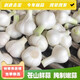 2025當(dāng)季鮮蒜嫩蒜山東蒼山大蒜白皮蒜濕蒜可腌糖蒜臘八蒜鮮蒜干蒜 鮮蒜 1500g 白皮蒜