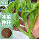 壽禾冰菜種子苗沙拉冰菜四季蔬菜種籽 濰豐綠水晶2號冰菜種子1000粒