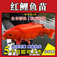 婺源荷包大品種興國紅鯉魚(yú)苗可食用淡水養殖黑鯉魚(yú)草魚(yú)皖魚(yú)花鰱苗 【促銷(xiāo)】精品紅鯉魚(yú)2-4厘米 10條 正宗興國幸運