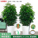 綠韻花田【兩小時達】步步高發(fā)財樹盆栽植物室內(nèi)大型植物客廳開業(yè)公司門口 鴨架木一對
