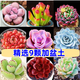 多肉組合盆栽陽臺盆栽喜陽植物新手福利按圖發(fā)貨品種花卉好養(yǎng) A款9種加盆土