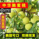 七葉島  正宗高山脆蜜青桃新鮮應季脆甜桃子孕婦水果現摘現發(fā)脆青蜜桃 順豐 3斤