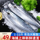 漁游記（YUYOUJI） 鲅魚馬鮫魚鮮活海捕冷凍海鮮水產(chǎn)馬鮫魚新鮮青島大鲅魚 2斤/條*2條