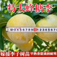 正宗蜂糖李樹苗蜜糖李地栽脫骨大果四季種植當年結果蜂糖李子苗 兩年小苗【五顆】送肥料 特大蜂糖李樹苗