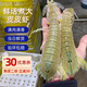榕毅鮮生超大皮皮蝦鮮活蒸熟全母帶籽膏蝦爬子北海新鮮特大瀨尿蝦海鮮水產(chǎn) 400g 13-15只活煮肉蝦