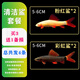 森悠（SARYOR）金苔鼠淡水魚(yú)魚(yú)缸清潔魚(yú)觀(guān)賞魚(yú)熱帶魚(yú)好養工具魚(yú)吃垃圾魚(yú) 彩虹鯊2條+粉紅鯊2條